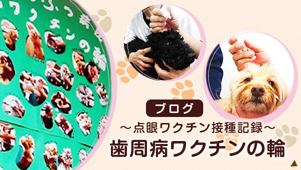 ブログ『歯周病ワクチンの輪』〜点眼ワクチン接種記録〜