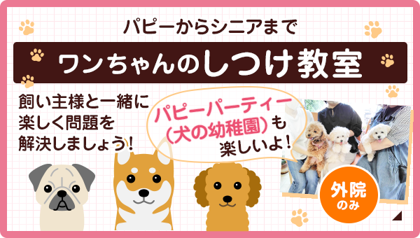わんちゃんのしつけ教室・パピーパーティー(犬の幼稚園)